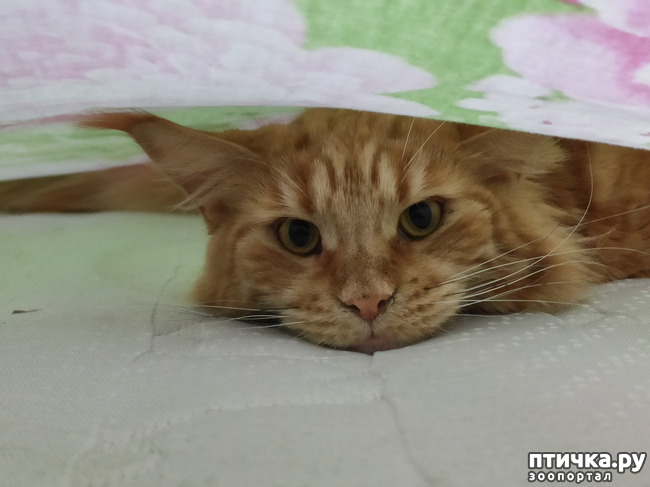 ���� 1: ������� ����)))