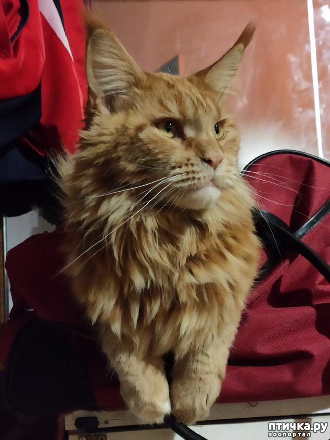 ���� 3: ������� ����)))