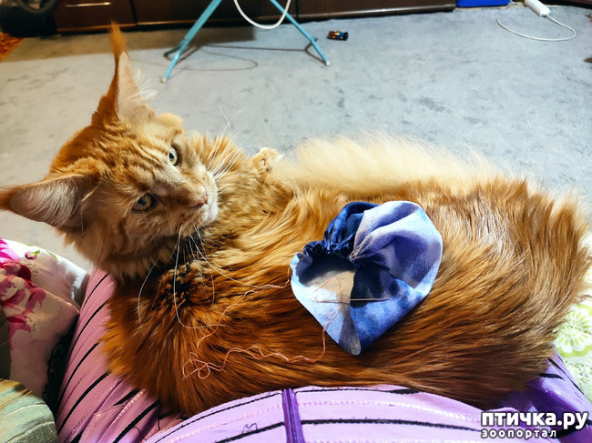 ���� 12: ������� ����)))