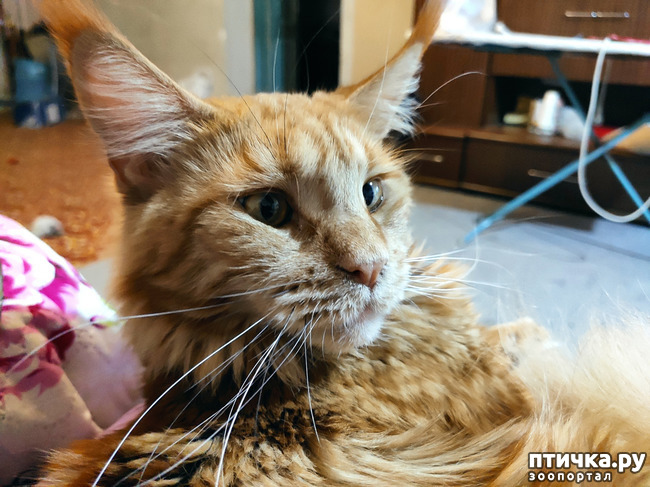 ���� 11: ������� ����)))