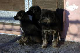 ����: � �������, ��������������� � ������������.