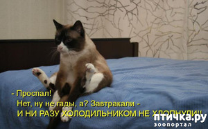 ����: �����������