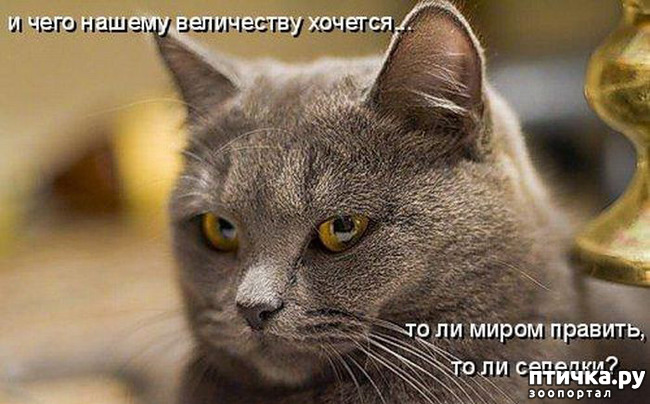 ���� 6: �����������