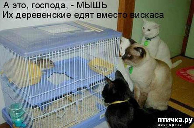 ���� 7: �����������