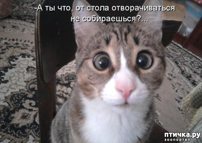 ���� 8: �����������