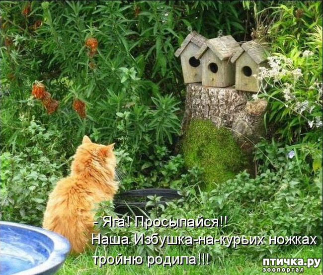 ���� 11: �����������