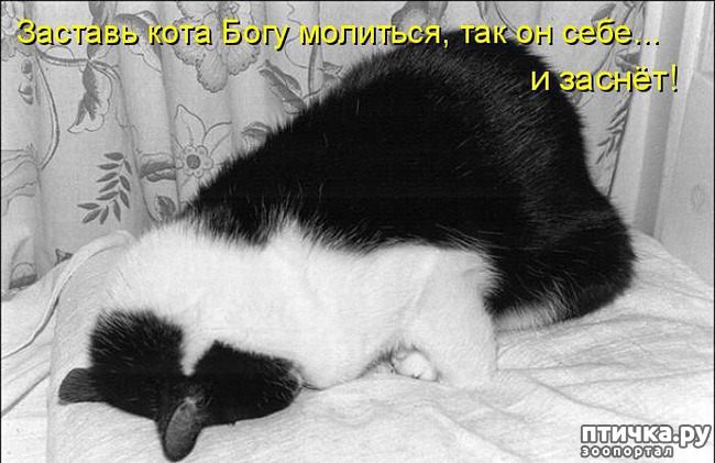 ���� 12: �����������