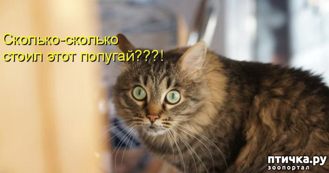 ���� 15: �����������