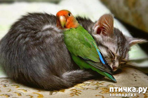 ����: ���, ������ � ������ ������