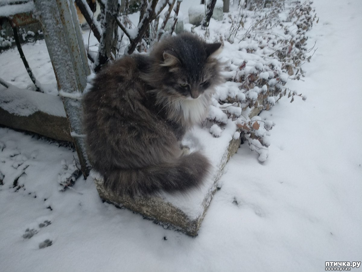 Первый снег для Пуши — обсуждение в группе Кошки | Птичка.ру