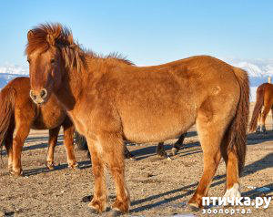 фото: О монгольской лошади.