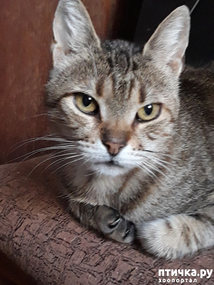 ����: �����������, ������ � ����������