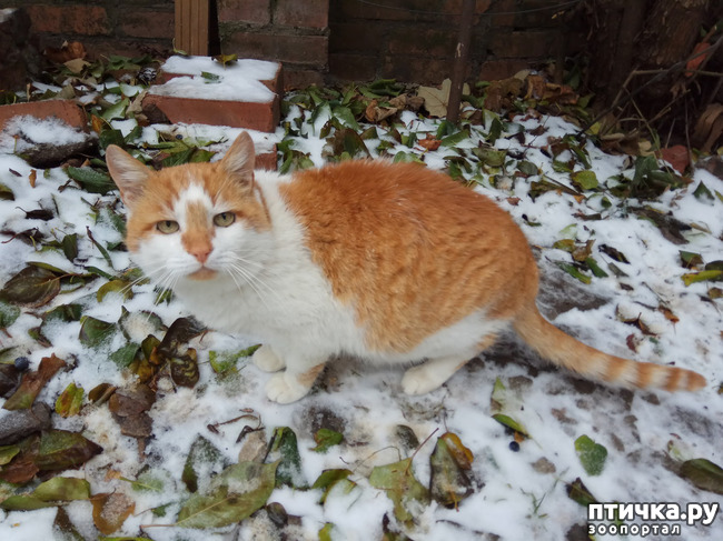 ���� 4: ���� ��-���������