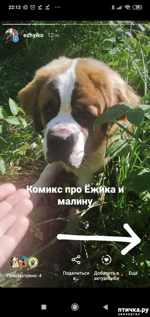 фотография 2: Беда и огорчение. фото 2: Беда и огорчение.