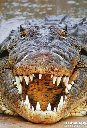 фото: Охотники на крокодилов