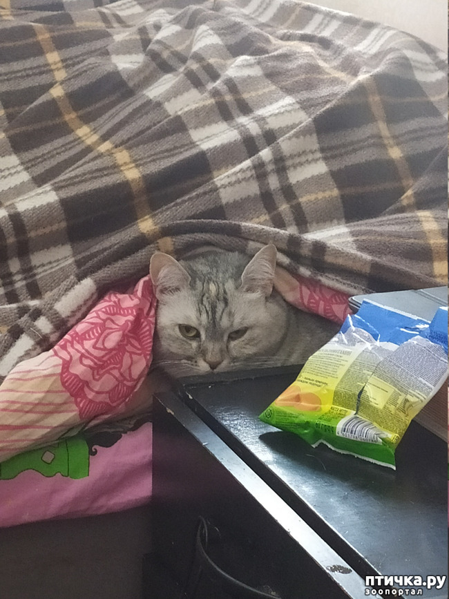  11:     )))  !    )))