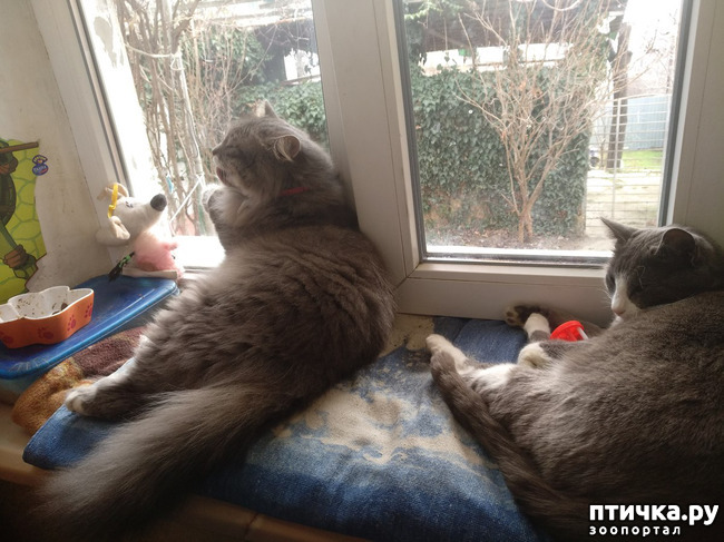 фотография 2: ПУША БОЛЬШЕ НЕ РУЛИТ фото 2: ПУША БОЛЬШЕ НЕ РУЛИТ