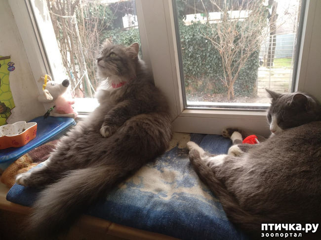 фотография 3: ПУША БОЛЬШЕ НЕ РУЛИТ фото 3: ПУША БОЛЬШЕ НЕ РУЛИТ