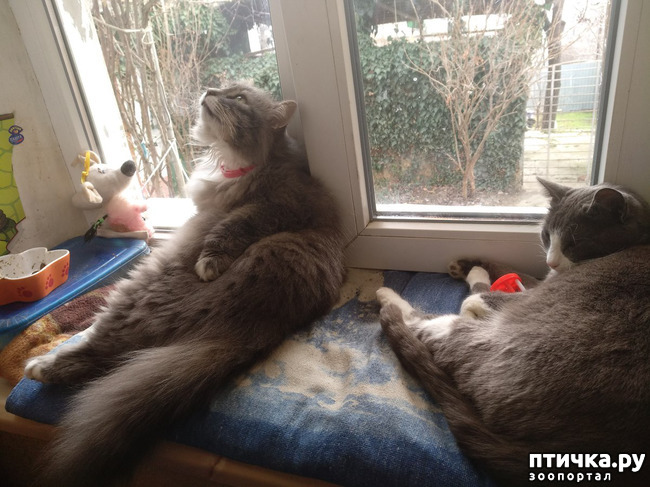 фотография 4: ПУША БОЛЬШЕ НЕ РУЛИТ фото 4: ПУША БОЛЬШЕ НЕ РУЛИТ