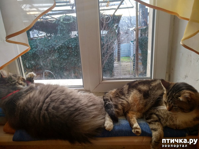 фотография 6: ПУША БОЛЬШЕ НЕ РУЛИТ фото 6: ПУША БОЛЬШЕ НЕ РУЛИТ