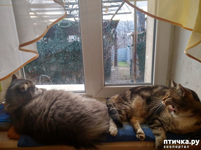 фотография 7: ПУША БОЛЬШЕ НЕ РУЛИТ фото 7: ПУША БОЛЬШЕ НЕ РУЛИТ