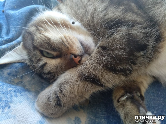 фотография 8: ПУША БОЛЬШЕ НЕ РУЛИТ фото 8: ПУША БОЛЬШЕ НЕ РУЛИТ