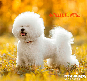 :      "  " (Agnelle De Neige).