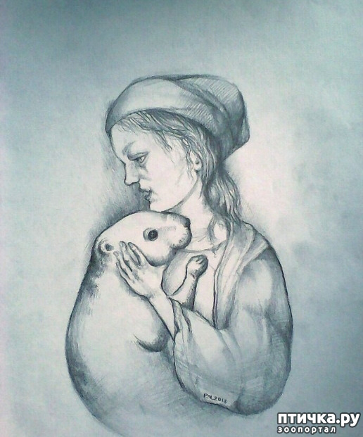Рисунок к произведению бетховена сурок