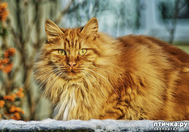 фото 2: Служебные кошки