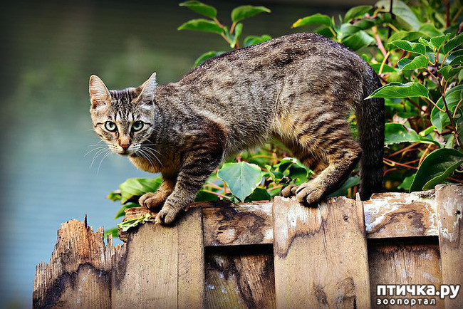 фото 3: Служебные кошки