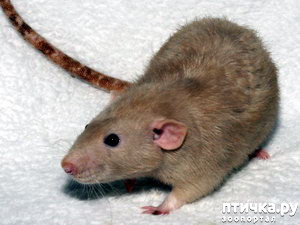 фото 5: Породы крыс.