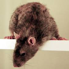 фото 6: Породы крыс.
