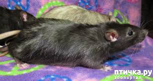 фото 7: Породы крыс.