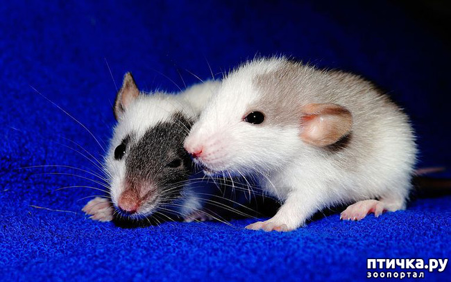 фото 1: Породы крыс.