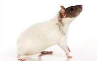 фото 3: Породы крыс.