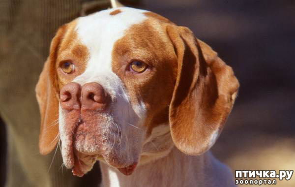 Редкие породы собак: каталбурун — обсуждение в группе Собаки | Птичка.ру