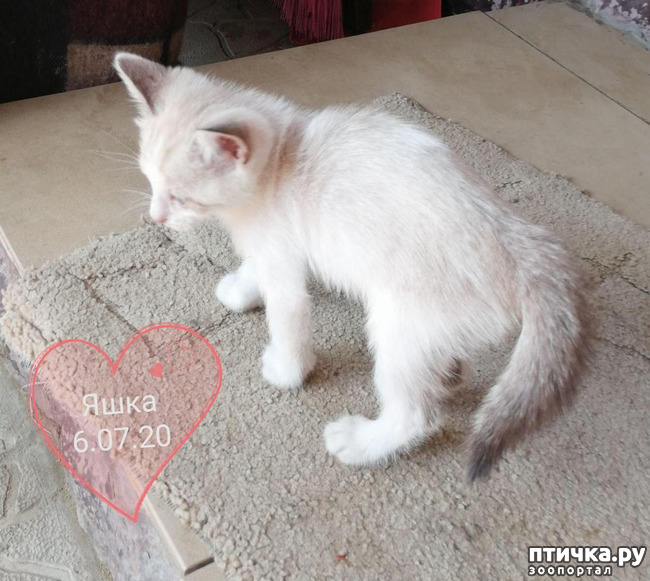 фотография 13: Нашему Котояши сегодня годик! фото 13: Нашему Котояши сегодня годик!