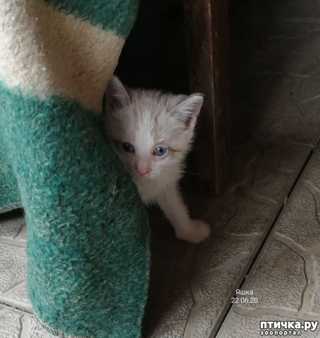 фотография 12: Нашему Котояши сегодня годик! фото 12: Нашему Котояши сегодня годик!