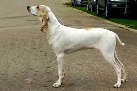 фото 1: Редкие породы собак: фарфоровая гончая.