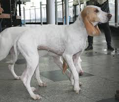 фото 2: Редкие породы собак: фарфоровая гончая.
