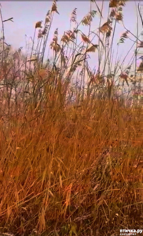  41:   