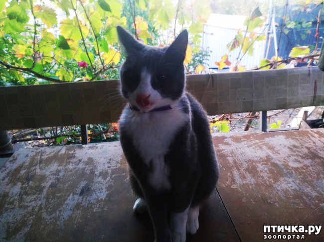  16:    ר,   