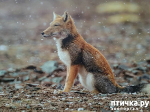 фото: Тибетская лисица