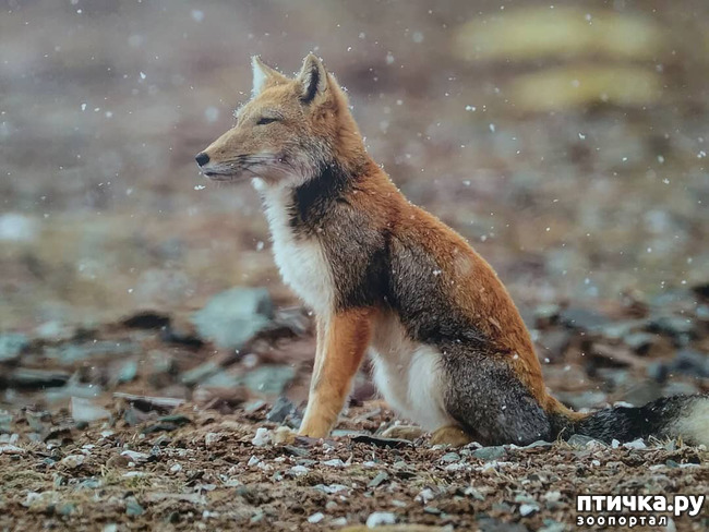 фото 1: Тибетская лисица