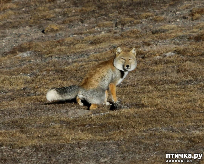фото 3: Тибетская лисица