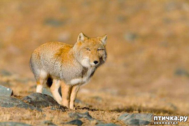 фото 8: Тибетская лисица