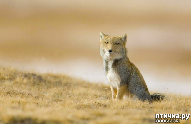 фото 9: Тибетская лисица
