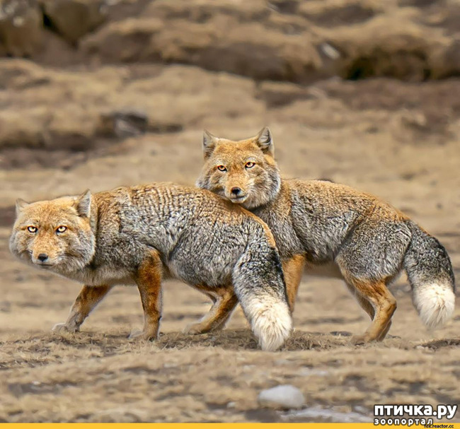 фото 17: Тибетская лисица