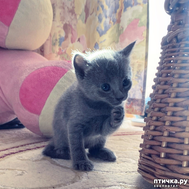 фото 10: Котята русской голубой европейский тип с рождения