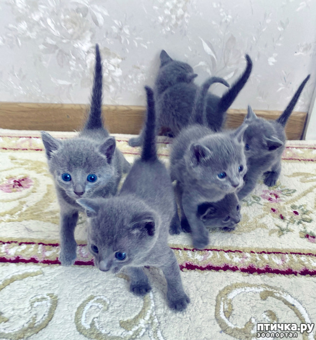 фото 9: Котята русской голубой европейский тип с рождения